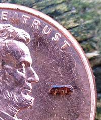 Image result for Volusia amboinensis