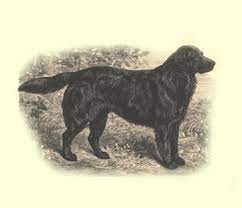 Find this pin and more on favorite things by beverly cooper. Long Haired Labrador Natural History