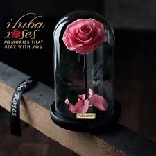 iluba roses ايلوبا روزز rose in a glass gifts rose
