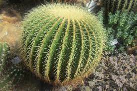 Echinocactus scheeri, ancistrocactus scheeri, ferocactus scheeri, pediocactus do you have images of this species that would complement this page? Citroen Cactus 2017 Facelift