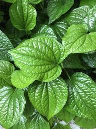 Wild Pepper Betel Leaf Plant Plants Live Plants Easy Plants To Grow