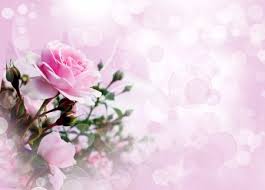 Dark red delicate rose ribbon background for valentines day. Rose Desktop Nexus Wallpapers Pink Roses Background Pink Rose Pictures Rose Flower Wallpaper