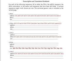 Transcription the main goal of transcription is to turn dna into rna. Solved Transcription And Translation Worksheet For Each O Chegg Com