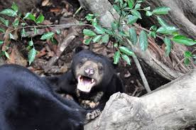 There are currently 43 rescued sun bears living at the centre. Sun Bear In Borneo By Sarebear Jungledragon