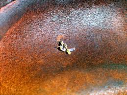 Image result for Anticharis senegalensis