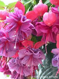 Fuchsia Charlie Dimmock Flores Exoticas Flores Bonitas Plantas Roxas