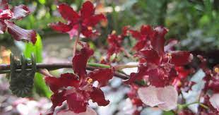 We also recommend oncidium flexuosum, which requires less watering and fertilizer than most other species. Travaldo S Blog Oncidium Sharry Baby Orchid Hybrid Care And Culture