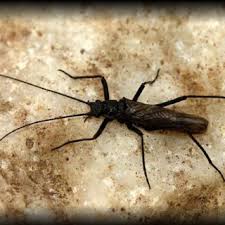 Image result for Emilia pseudactis