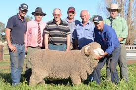 Westray rams to $8000
