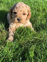Maybe you would like to learn more about one of these? Cockapoo Puppies By Maple Home Facebook