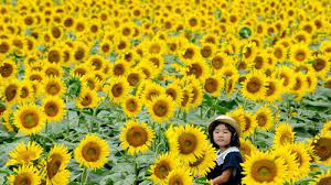 Oro oro ombo hamparan bunga indah yang bebas dipetik amp dicabut. 5 Kebun Bunga Matahari Terbaik Di Indonesia Cocok Buat Pecinta Selfie Tribun Travel