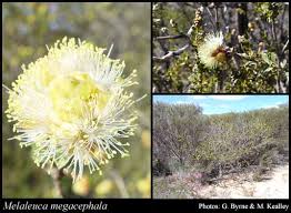 Image result for Melaleuca sp. A (Biegel 5741)