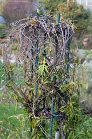 Image result for Periploca