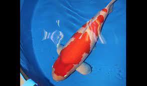 21 how much is a koi fish worth + where to buy koi? World S Most Expensive Fish Bought For Dh6 7 Million News Khaleej Times