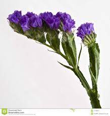 Statice Flower Stock Photo Image Of Branch Interesting 17738854 Beautiful Flowers How To Wrap Flowers Flowers