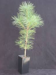 Image result for Pinus strobus