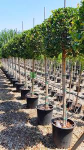 The sissoo tree (dalbergia sissoo) is similar in appearance to the ficus tree, but they do have greater tolerance to frost. Cuban Laurel Indian Laurel Fig Green Island Fig Chinese Banyan Nitida Ficus Nitida Half Standart Ficus Microcarpa Nitida Moraceae Sms Marmara Group