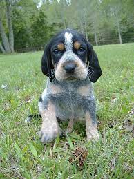Dame athena is a smokey river bluetick hound and excellent hunter and mother to four litters totaling 35 puppies. Davis Branch Blueticks Past Puppies Hound Puppies Coonhound Puppy Blue Tick Hound Puppy