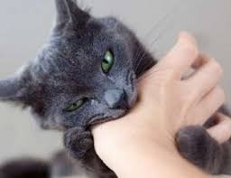 We did not find results for: Tahu Gak Sih Fakta Tentang Perilaku Aneh Yang Unik Dan Menarik Pada Kucing Belajar Beternak