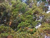 Image result for Pycnanthus