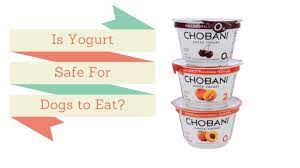 Can dogs eat yogurt and benefit from it the way humans do, though? Can Dogs Eat Yogurt Is It Good For Them Smart Dog Owners