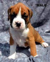 2 brindle males, 3 brindle females, and one 1 red/ flashy fawn female. Boxer Puppies For Sale In Massachusetts Boxer Breeders And Information