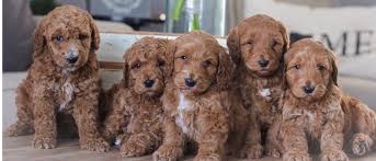 These pups are not ready for adoption yet, but will be soon! Goldendoodle Puppies For Sale Delaware Ohio Hillsborough Nc