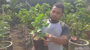 Tanam Buah Surga Di Belakang Rumah Milenial Ini Raup Puluhan Juta