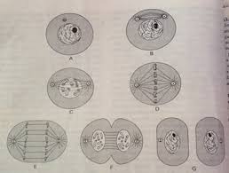 Interfase merupakan fase terpanjang dari siklus sel. Mitosis Adalah Pengertian Contoh Ciri Tahapan Dan Proses