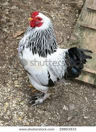 Black And White Hen Black And White Chicken Google Images Black And White Chickens Black Chickens Black And White