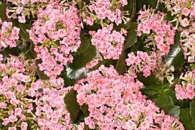 Image result for Kalanchoe velutina