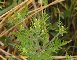 The medical term for hay fever is seasonal allergic rhinitis.. Ragweed Pollenwarndienst
