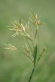 Image result for Pycreus macrostachyus