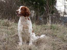 Image result for velššpringršpaněl