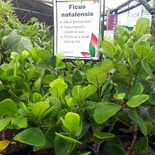 Image result for Ficus natalensis