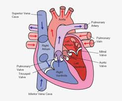 Blood flow through the heart chart. The Direction Of Blood Flow Through The Heart Human Heart Transparent Png 663x600 Free Download On Nicepng