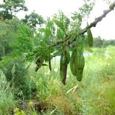 Image result for Acacia robusta