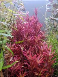 Image result for Rotala tenella