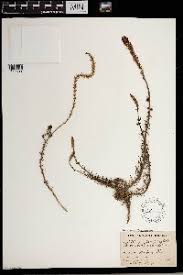 Image result for Hebenstretia angolensis