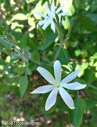 Image result for Jasminum bakeri