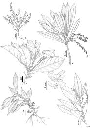 Image result for Anagallis pumila