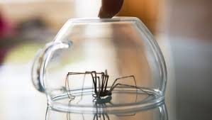 Wir ekeln uns vor ihnen und ergreifen meist sofort die flucht: Spinnen Vertreiben Lavendel Halt Spinnen Aus Deiner Wohnung Fern Bunte De