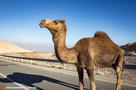 Camels were imported from the middle east by a u.s. Jordan The Middle East S Best Kept Gravel Riding Secret Gran Fondo Cycling Magazine