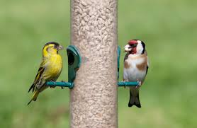 You can put colorful nectar containers or colorful seeds in your window feeder to get these. Bird Feeders The Complete Guide On Best Bird Food How To Make Your Own And Where To Buy Them