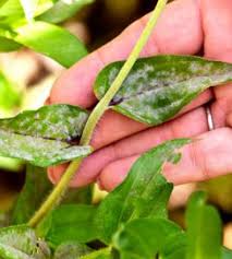 The zucchini's themselves seem fine, and the leaves don't seem to be harmed by it either. Controlling Or Eliminating Powdery Mildew Growing A Greener World