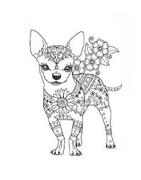 Omeletozeu Chihuahua Drawing Coloring Books Chihuahua
