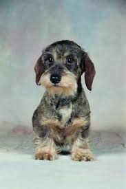 Wire Haired Dachshund Grooming Styles Wire Haired Dachshund Dachshund Breed Dachshund Dog