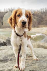 Black And White Short Hair English Springer Spaniel 40 Medium Sized Dog Breeds That Are The Perfect First Pet For Any Family Cute Dogs Breeds Medium Sized Dogs Breeds Dog Breeds List