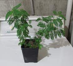 Table of contents how to grow a mimosa tree plant in full sunlight 00:50 tolerant of poor soils 01:26 watch for wilt disease. Mimosa Trees Too Young To Bloom But They Have Seed Pods 595368 Ask Extension