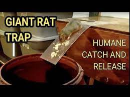 You just need to place the cage naturally and place the bait in it, when the mouse steps in, the cage door closes and mouse can not escape after. Best Mouse Trap Ever Diy Humane Mousetrap Green Rat Trap For Capture And Release Rat Eats Moth Youtube